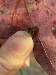 Acraspis pezomachoides