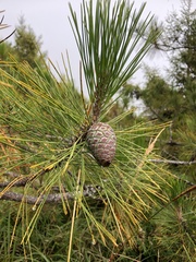 Pinus taiwanensis