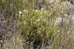 Brunia paleacea