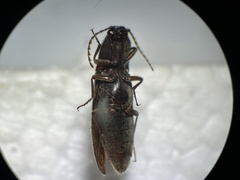 Melanotus longulus oregonensis