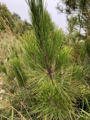Pinus taiwanensis