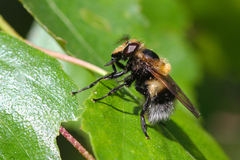 Volucella bombylans