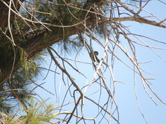 Myiopsitta monachus