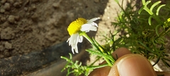 Matricaria chamomilla
