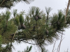 Pinus taiwanensis