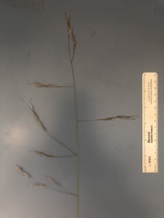 Aristida schiedeana