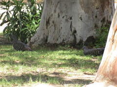 Patagioenas maculosa