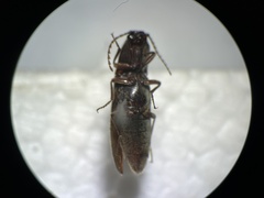 Melanotus longulus oregonensis