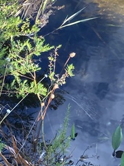 Cephalanthus occidentalis