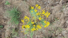 Senecio venosus
