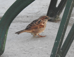 Passer domesticus