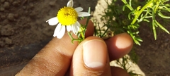 Matricaria chamomilla
