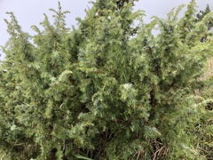 Juniperus formosana