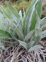 Senecio macrospermus