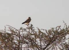 Falco rupicoloides