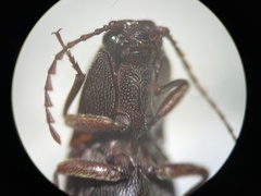 Melanotus longulus oregonensis