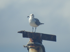 Leucophaeus atricilla
