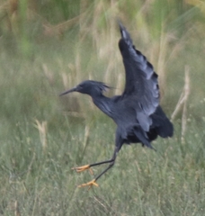 Egretta ardesiaca