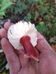 Russula