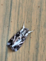 Spodoptera