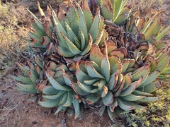Aloe claviflora