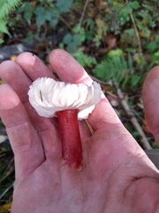 Russula