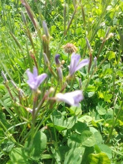 Sisyrinchium platense