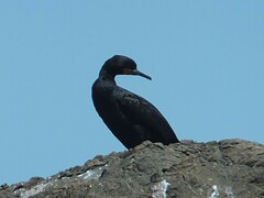 Phalacrocorax capensis