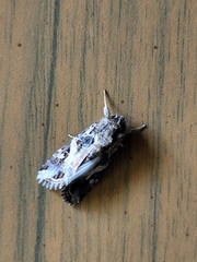 Spodoptera