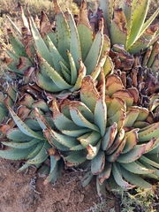 Aloe claviflora
