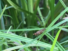 Sciomyzidae