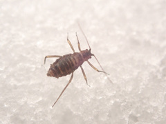 Euceraphis