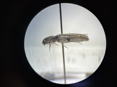 Melanotus longulus oregonensis