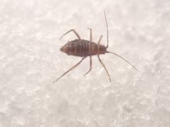 Euceraphis
