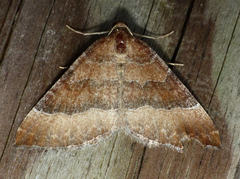 Larentia clavaria