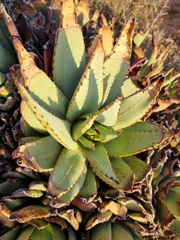 Aloe claviflora