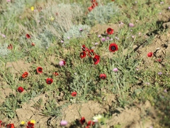 Glaucium corniculatum