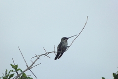 Heliomaster squamosus