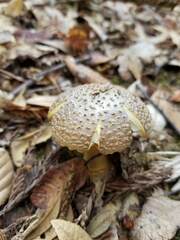 Amanita augusta