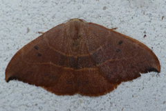 Watsonalla uncinula