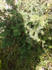 Asparagus racemosus