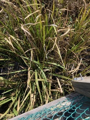 Zizaniopsis miliacea