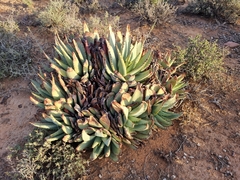 Aloe claviflora
