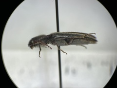 Melanotus longulus oregonensis