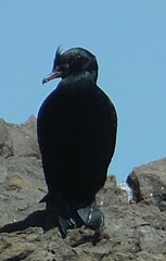 Microcarbo coronatus