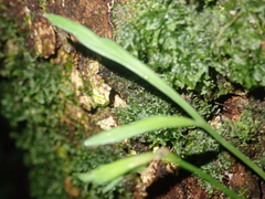 Asplenium flaccidum