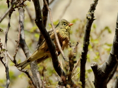 Emberiza hortulana