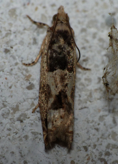 Crocidosema plebejana