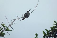 Heliomaster squamosus
