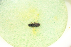 Halictidae